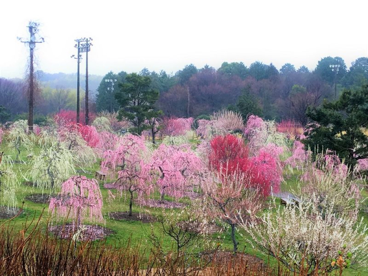 orchard of plum blossoms