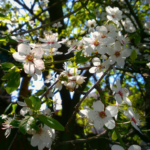 spring, prunus壁纸