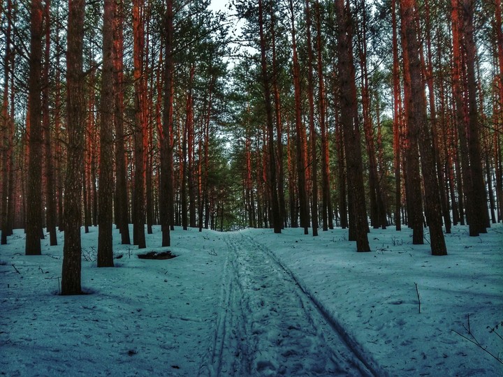 Лес