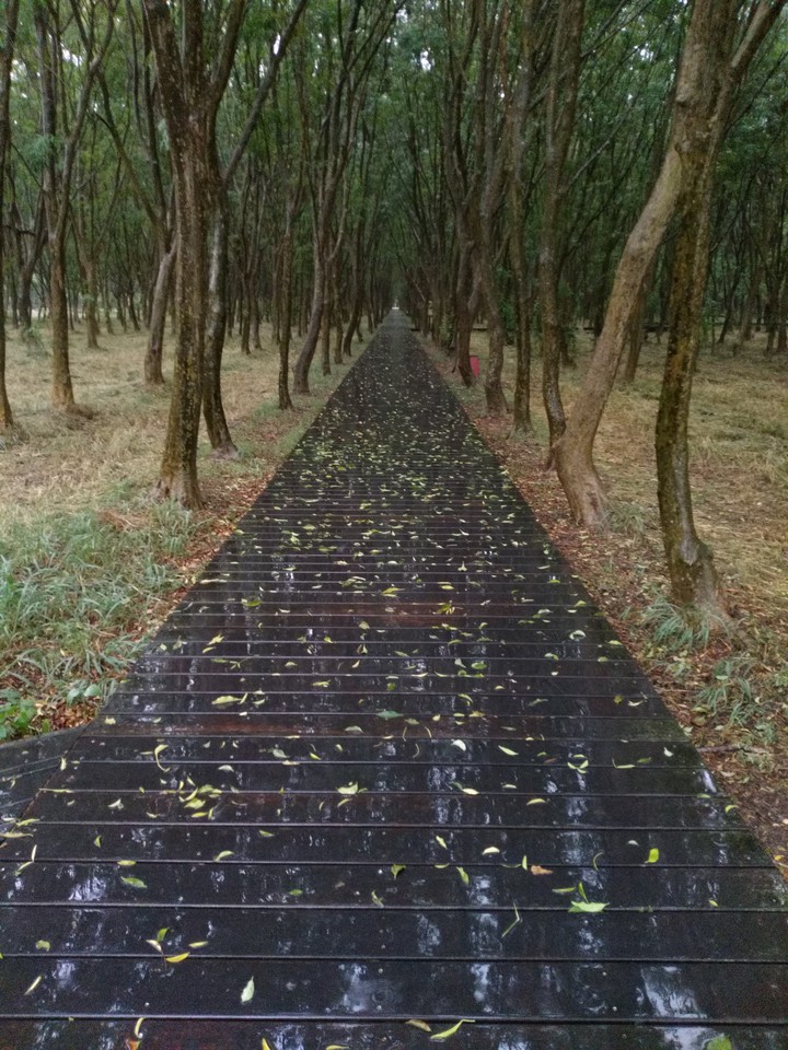 The road in the woods