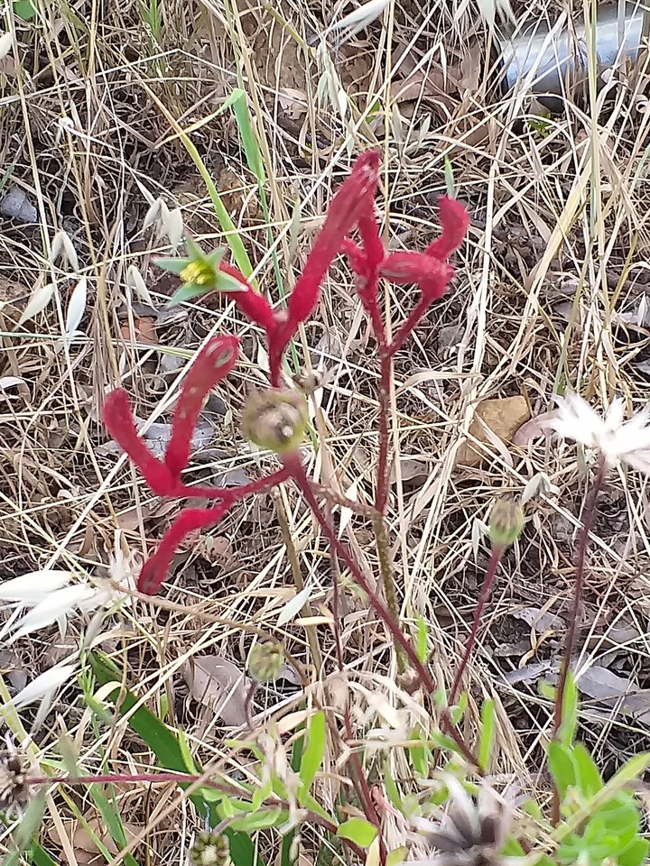 Red Kangaroo Paw, Perth, WA