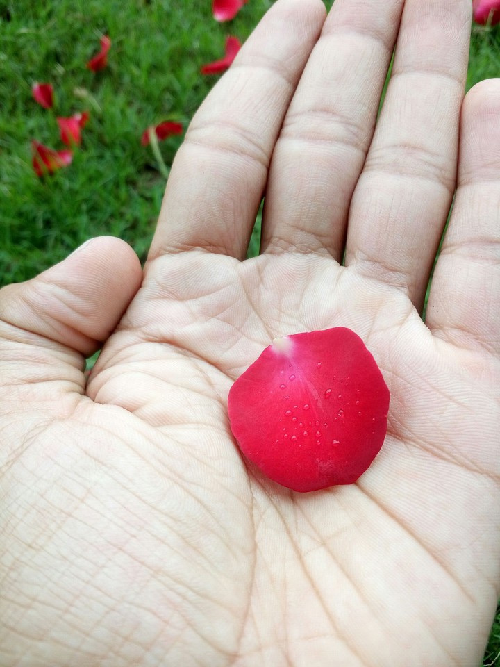 rose contrast #