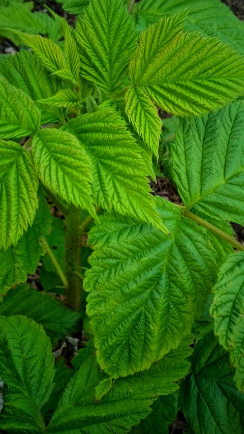 Green / [Blank] colour