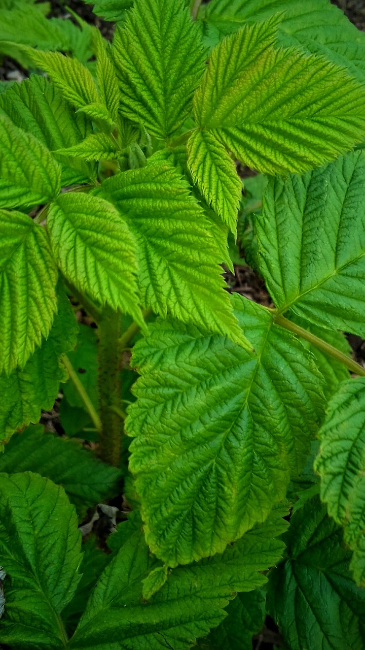 Green / [Blank] colour