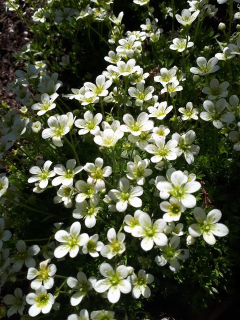 More pretty flowers