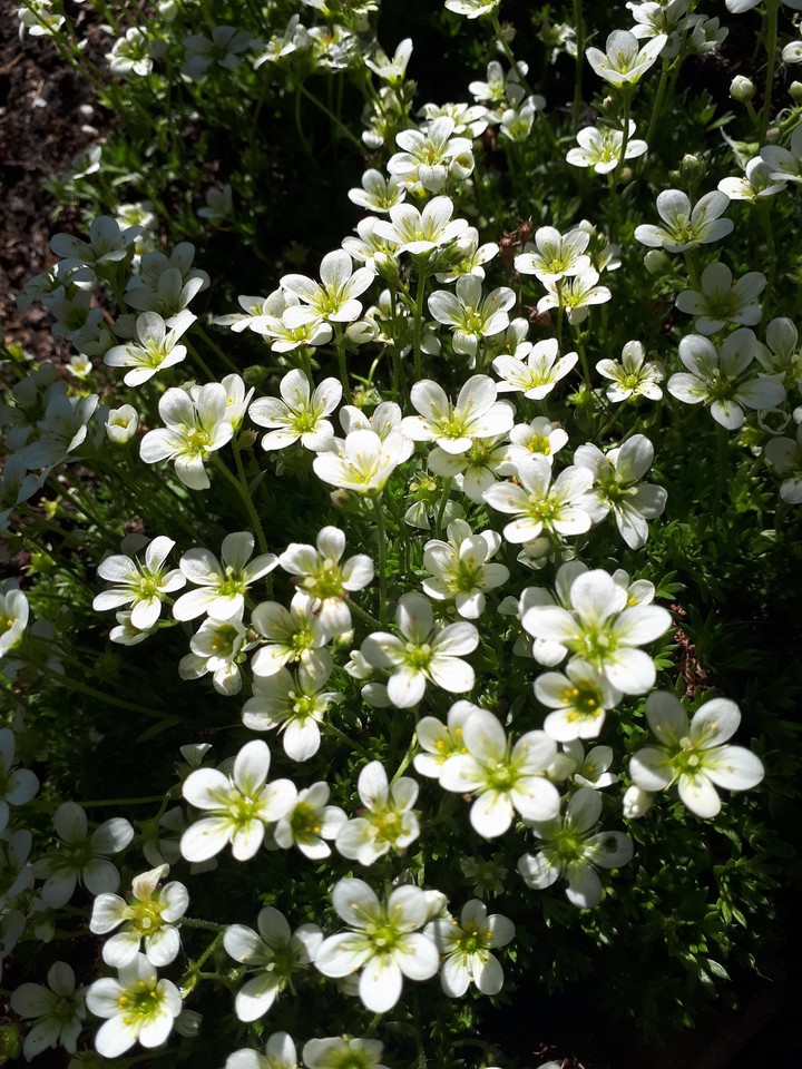 More pretty flowers