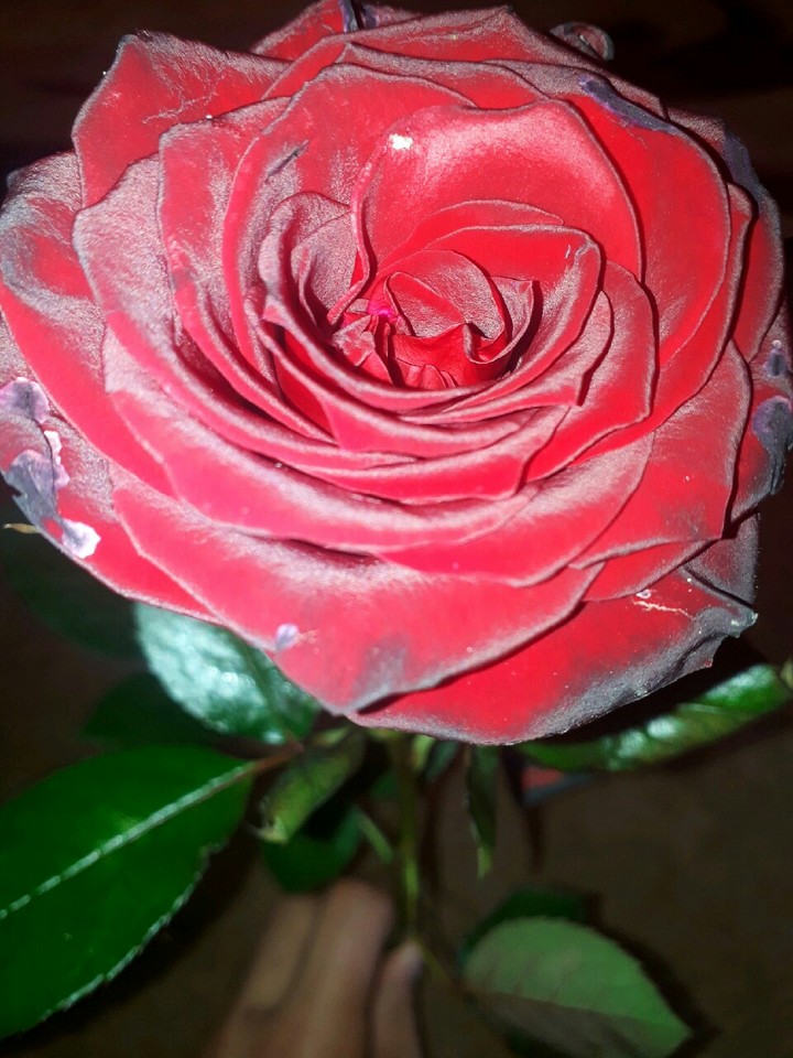 rose