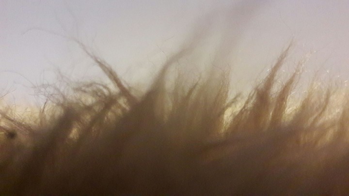 grass