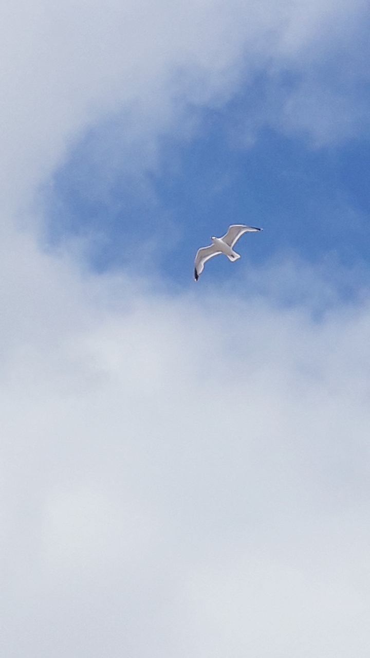 SKY-SCRAPING, SOARING, SEAGULL