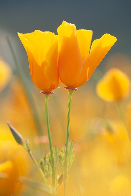 poppies