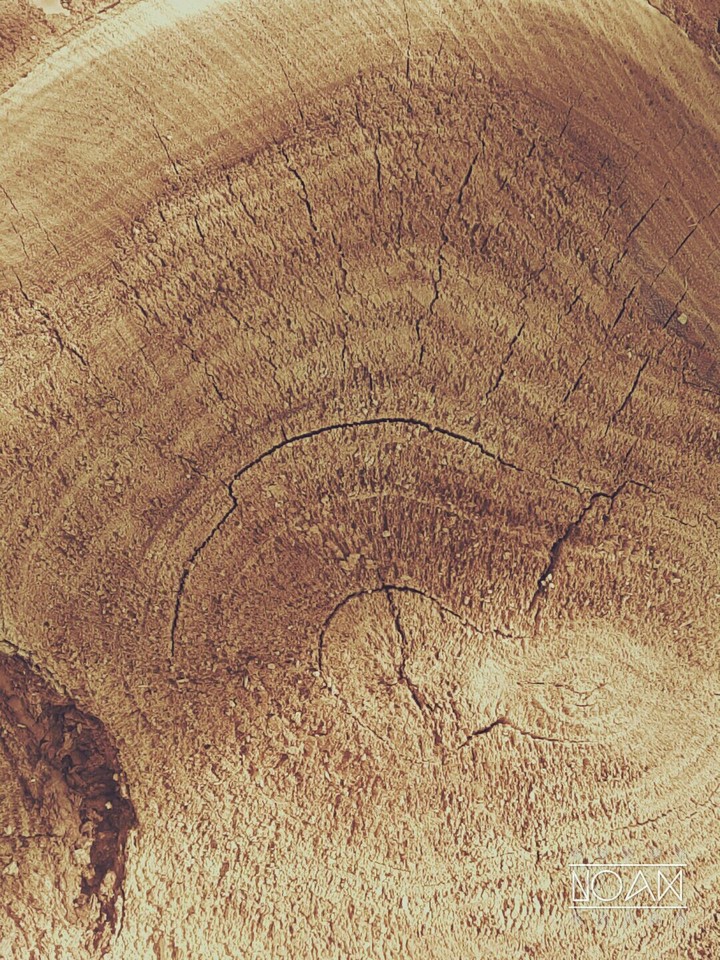 trunk