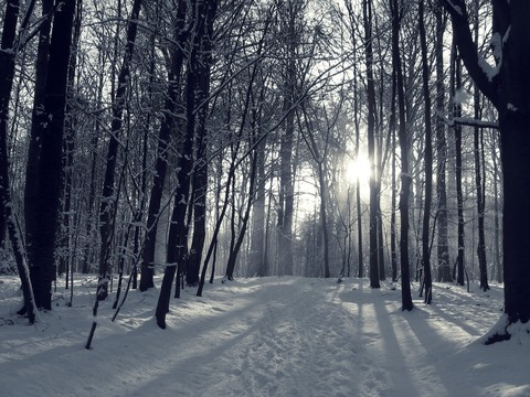 sfondi plant, snow