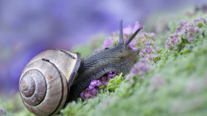 snail