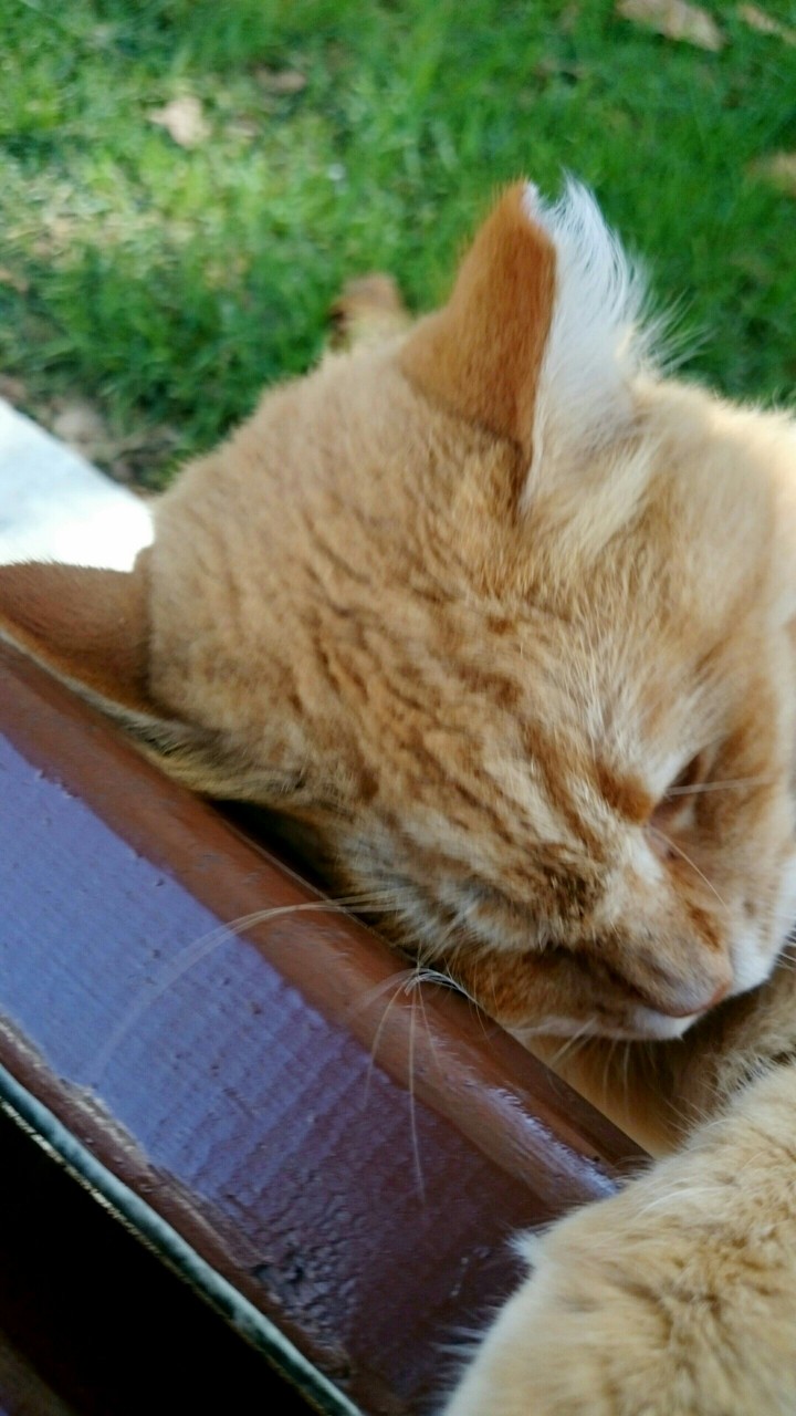 7 LIVES/7 PICS!