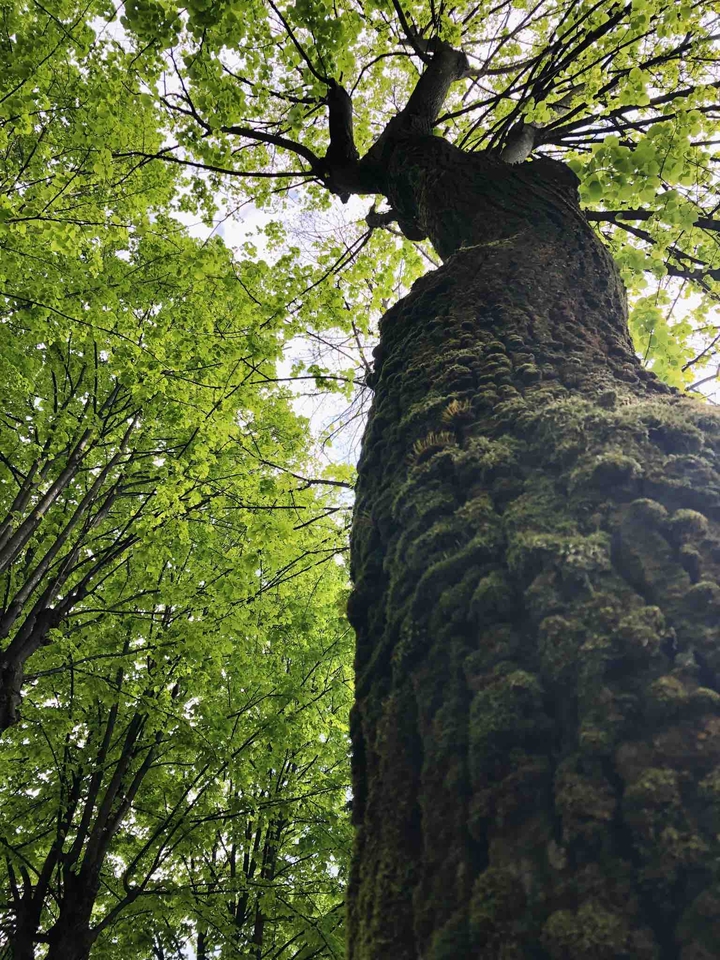 Alberi