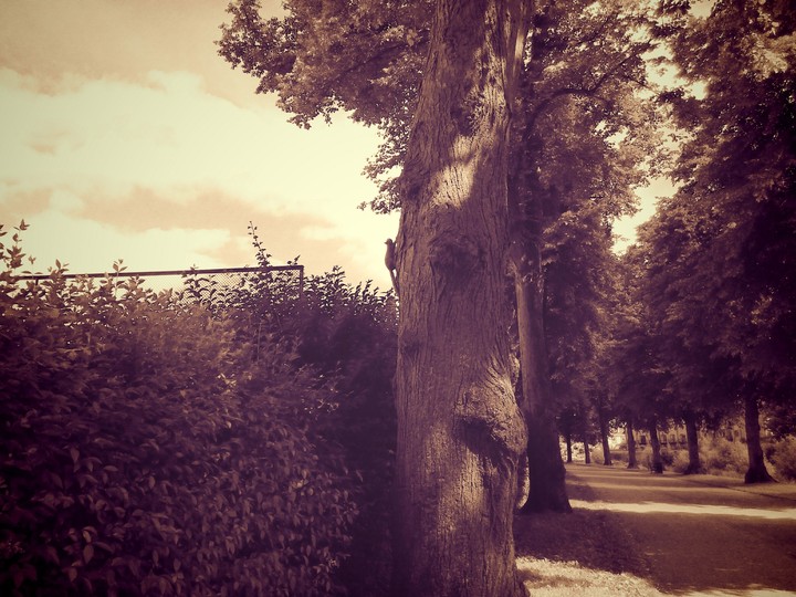 Nature