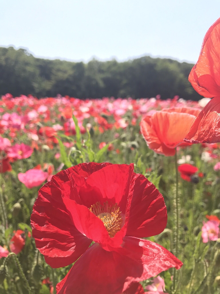 opium poppy