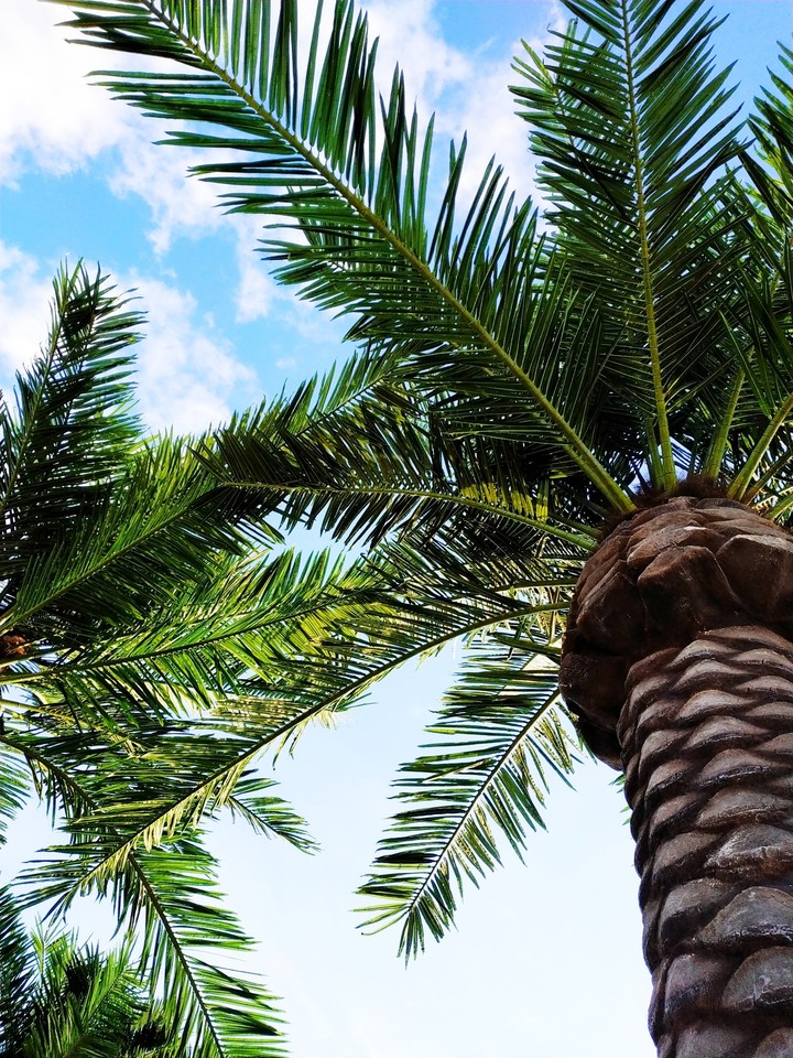 palms