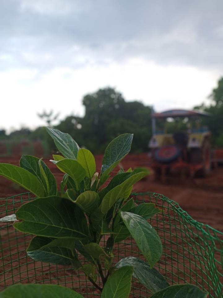 Farming
