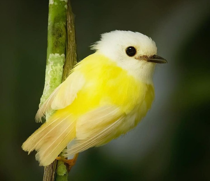 bird