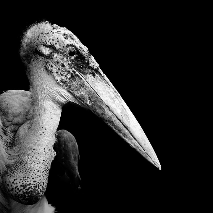 marabu