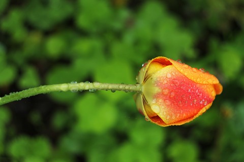 flower, rose वॉलपेपर