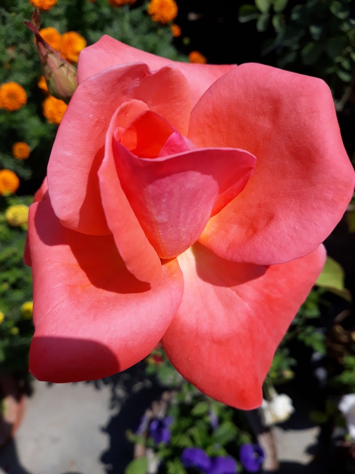 photo from my garden
