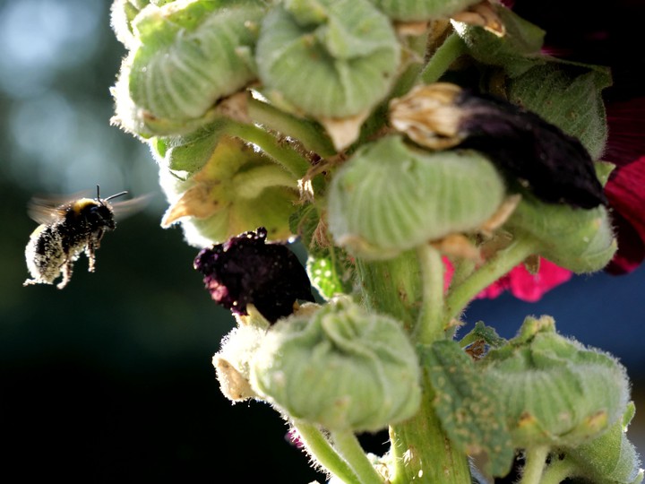 Hummel, Pflanzen, Blumen, Tiere, Insekten