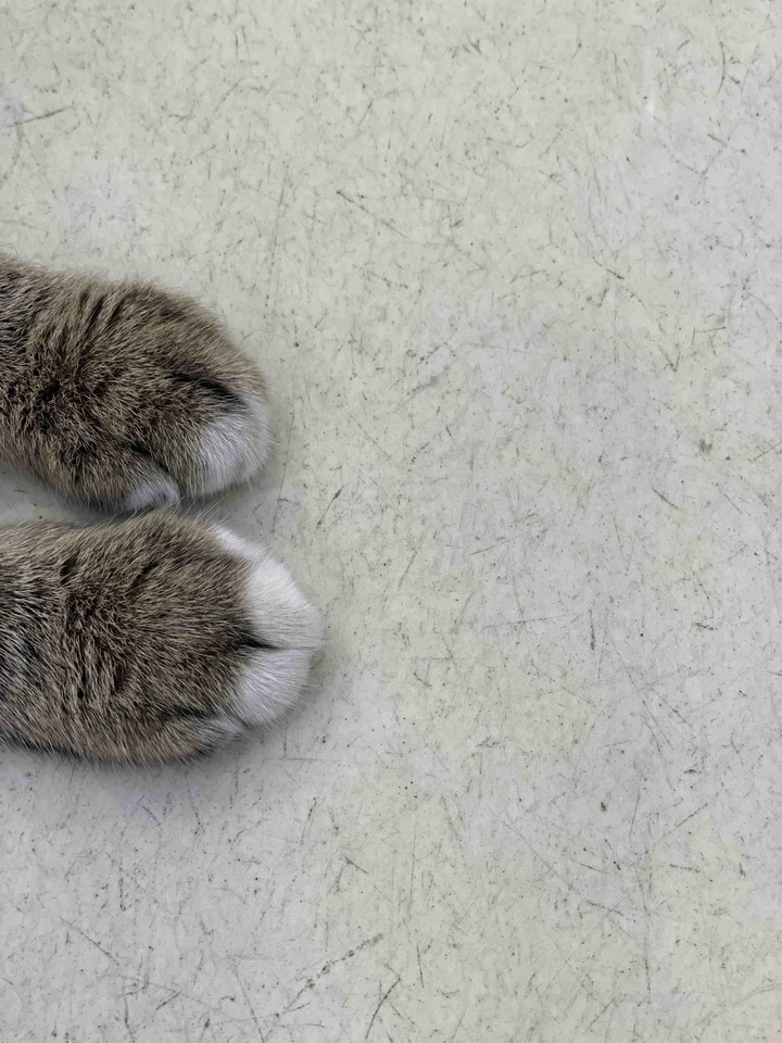 양이