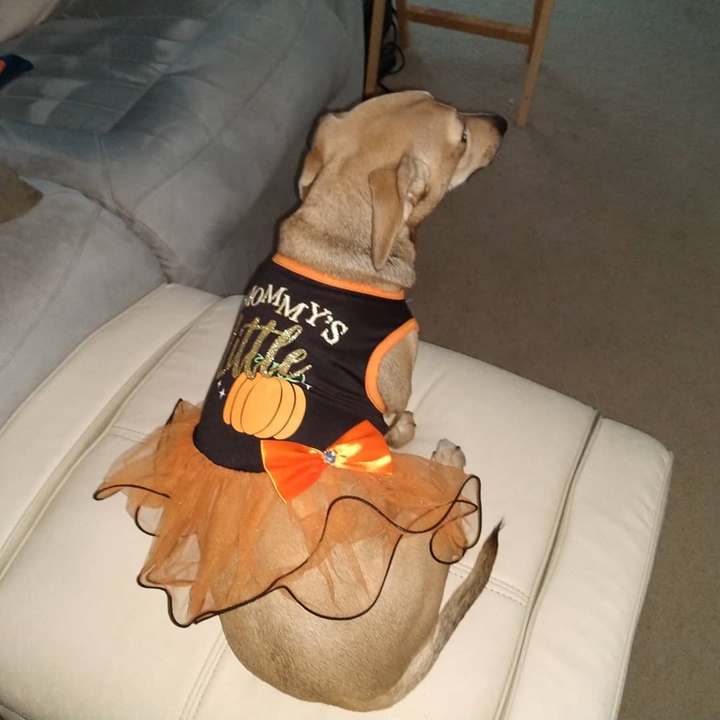 Sansa is ready for Halloween