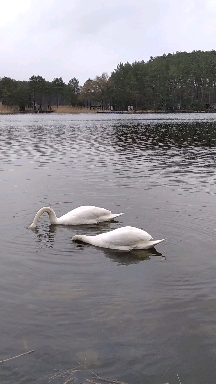 swans