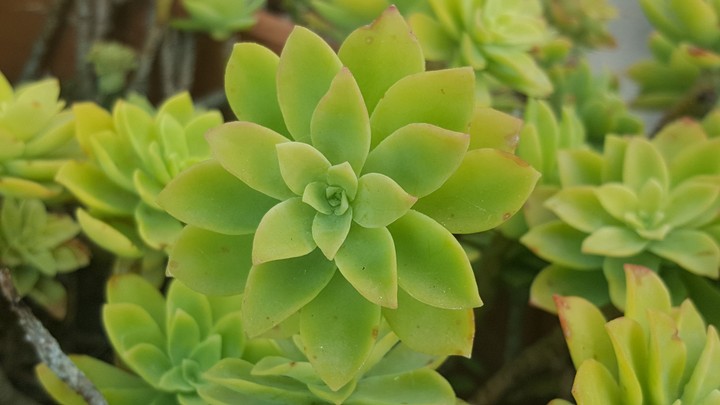 plant