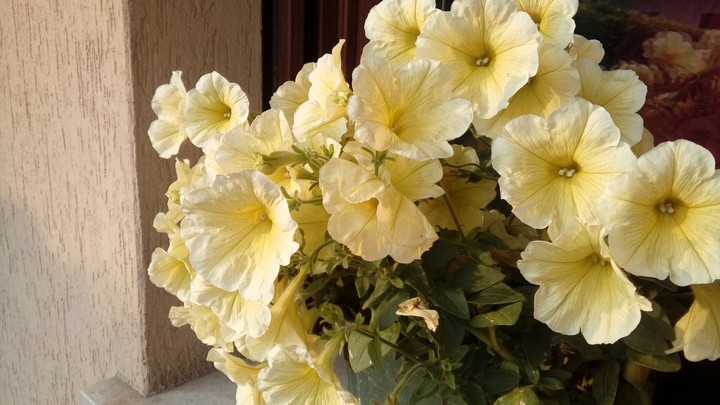 my garden