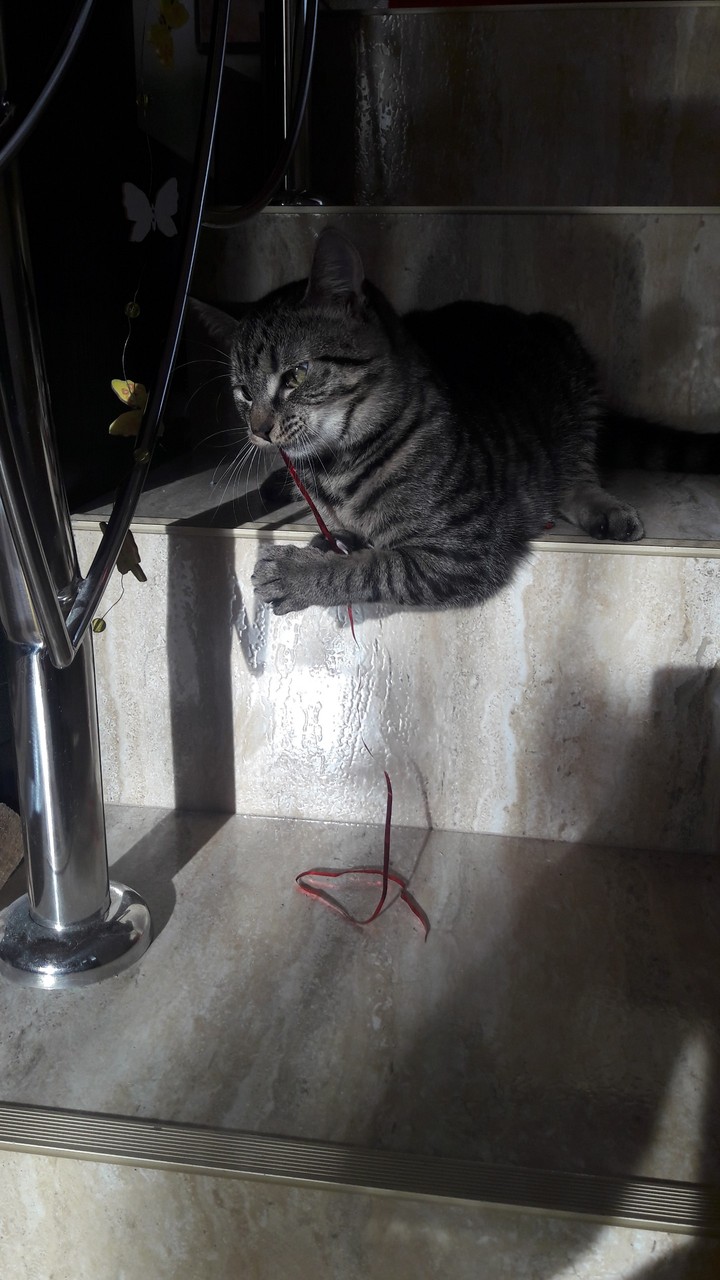 Like a tigre
