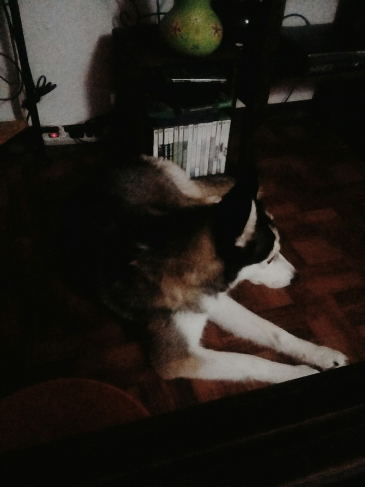 perro