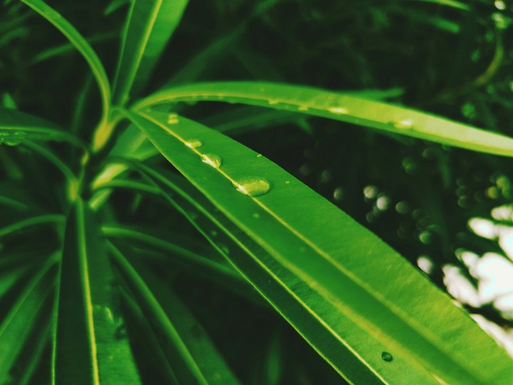 Greenery