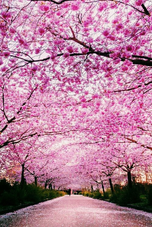 Cerisier japonais