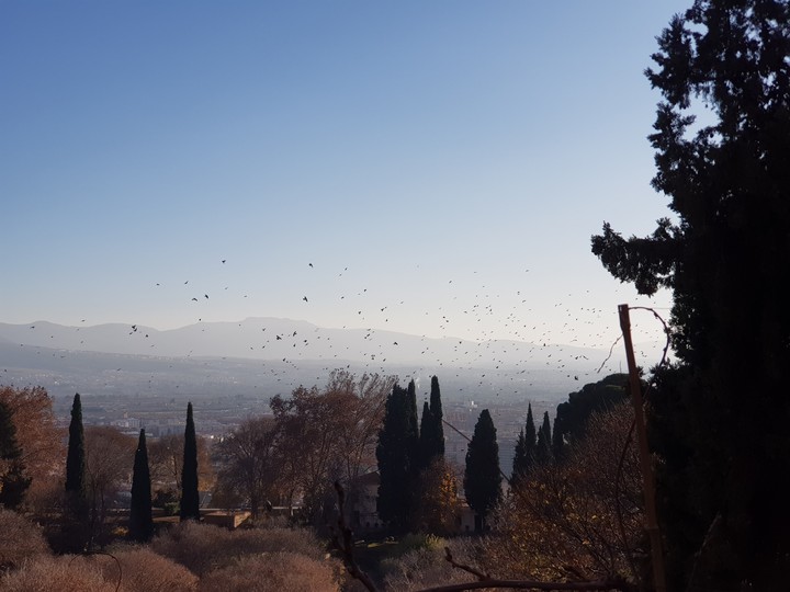 Birds