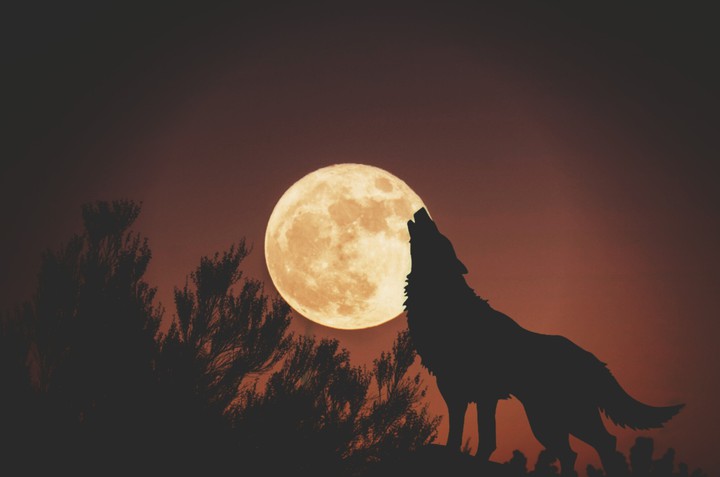 wolf
