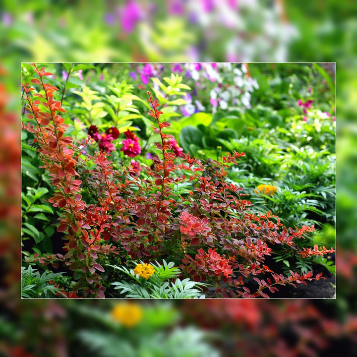 Freestyle. Barberry