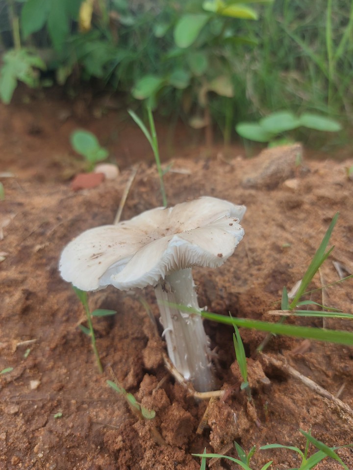 mushroom
