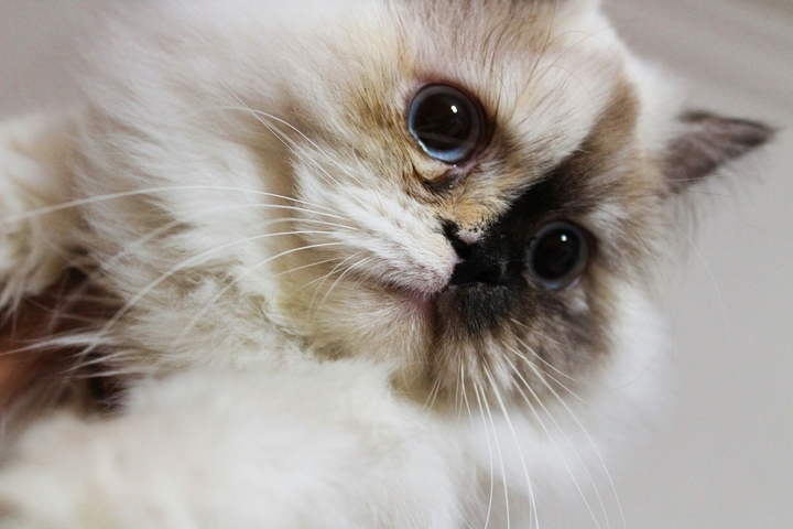 My cutie kitten