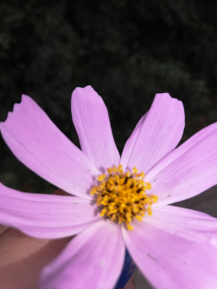 Blume