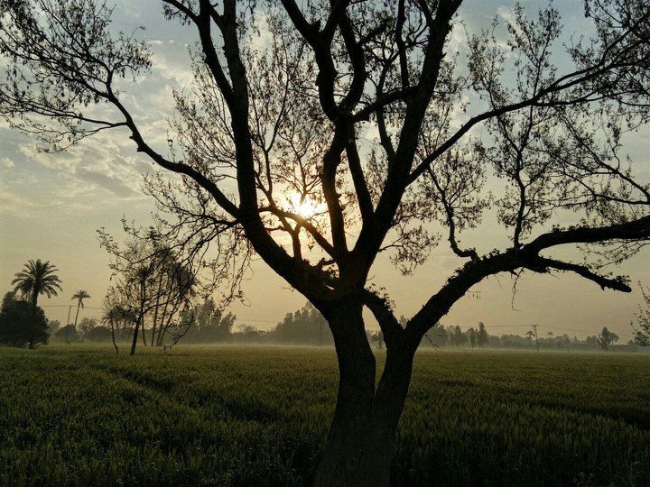 kot addu
