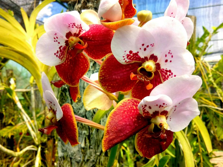 natural orchid