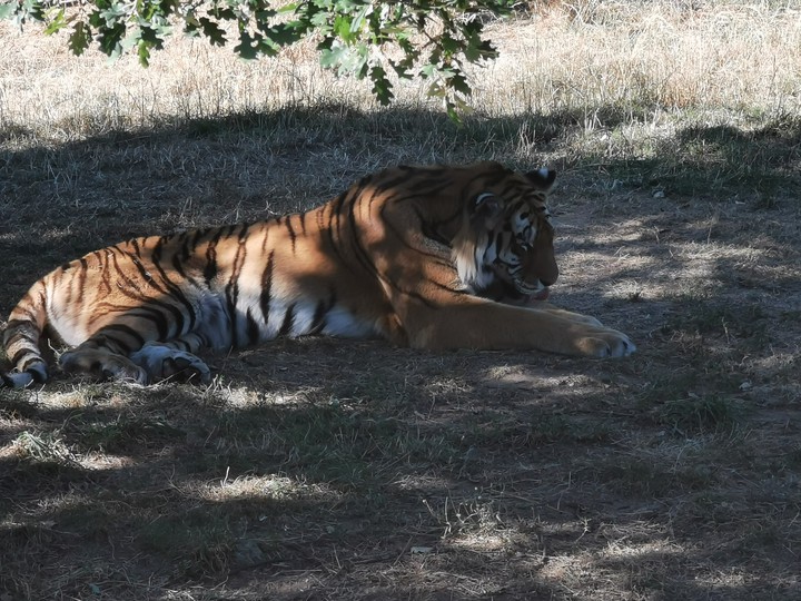 La vie d'un gros chat