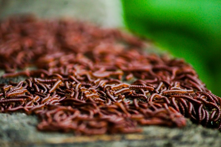 group of worms..