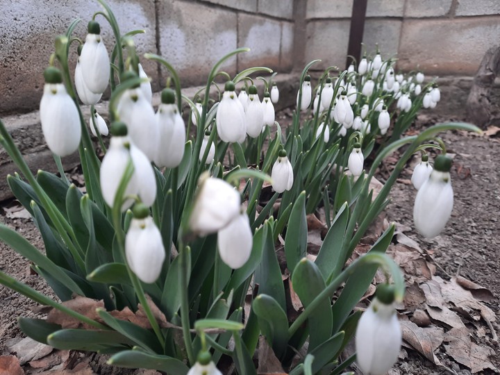 spring's flower