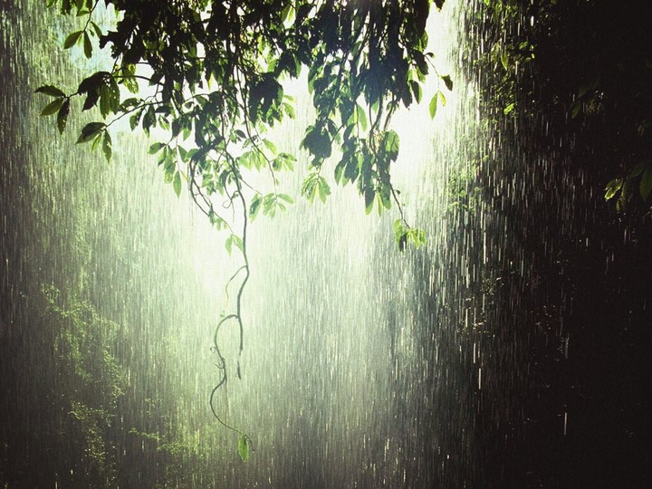 rainforest