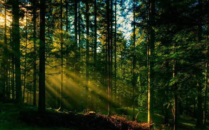 forest